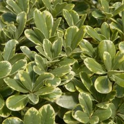 Mojo Pittosporum
