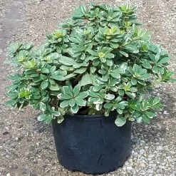 Variegated Pittosporum