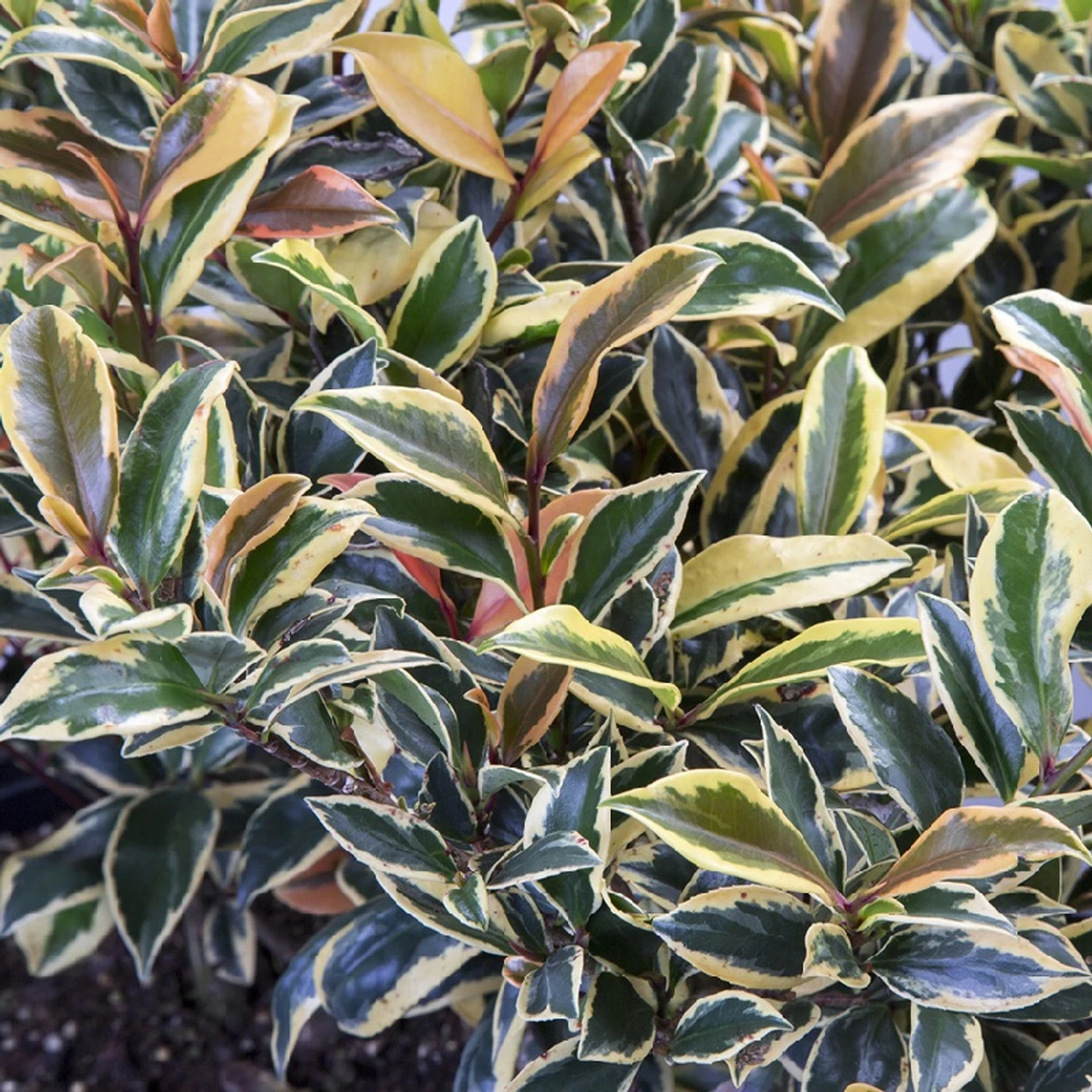 Romeo Cleyera 3 Romeo Cleyera