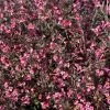 Very Fine Wine Weigela -Garden Plant Store Very Fine Wine Weigela flowers and foliage 54729.1611942203