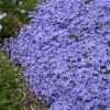 Violet Pinwheels Creeping Phlox -Garden Plant Store Violet Pinwheels Creeping Phlox Growing in the Landscaping 82256.1648301334
