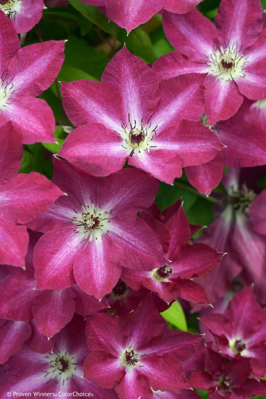 Viva Polonia Clematis Vine 4 Viva Polonia Clematis Vine - Image 2