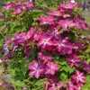 Viva Polonia Clematis Vine -Garden Plant Store Viva Polonia Clematis Vine 43666.1615497557