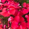 Volcano® Lipstick Garden Phlox -Garden Plant Store Volcano Lipstick Garden Phlox Flower Close Up 65432.1648231707