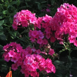 Volcano® Pink Garden Phlox