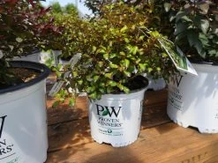 Waxwing Lime Mirror Bush -Garden Plant Store Waxwing Lime Mirror Bush in Proven Winners Pot 22088.1611890437