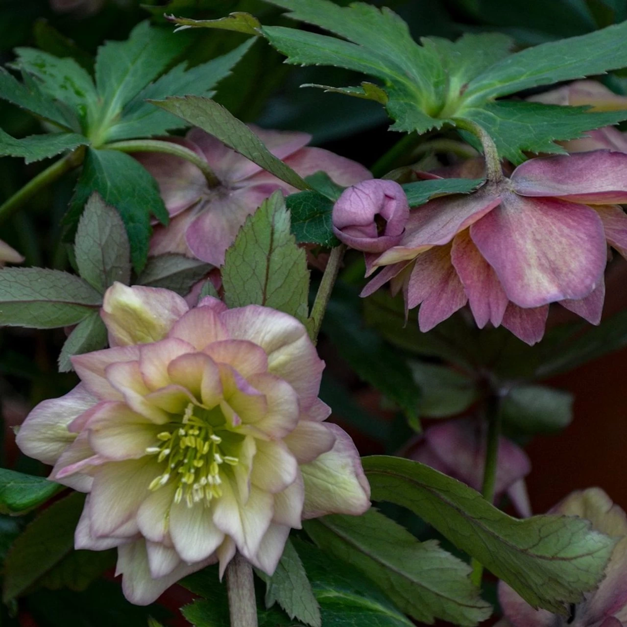 Wedding Party® Mother Of The Bride Lenten Rose - Image 2