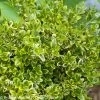 Wedding Ring® Boxwood -Garden Plant Store Wedding Ring Boxwood Foliage 66553.1519182028