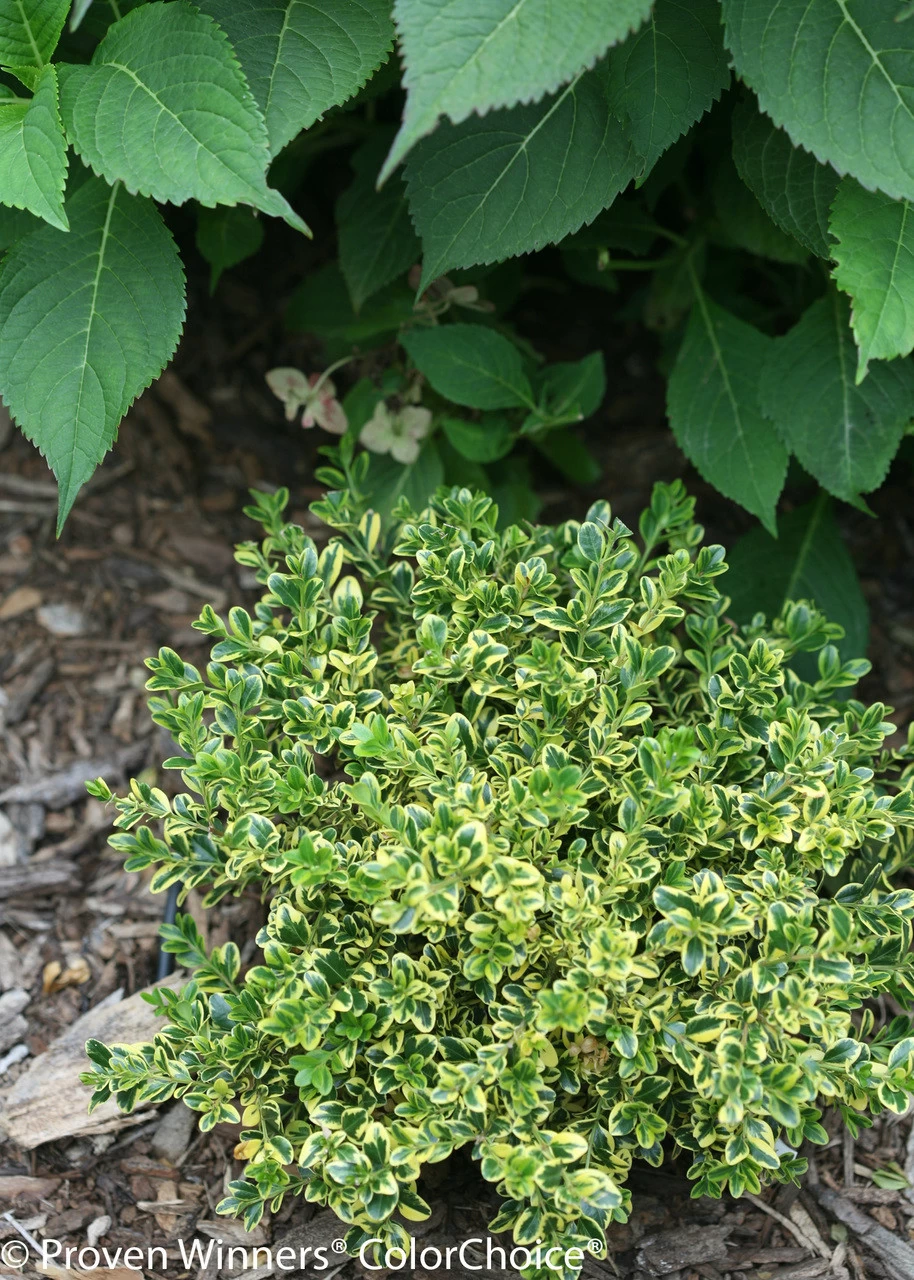 Wedding Ring® Boxwood 4 Wedding Ring® Boxwood - Image 2