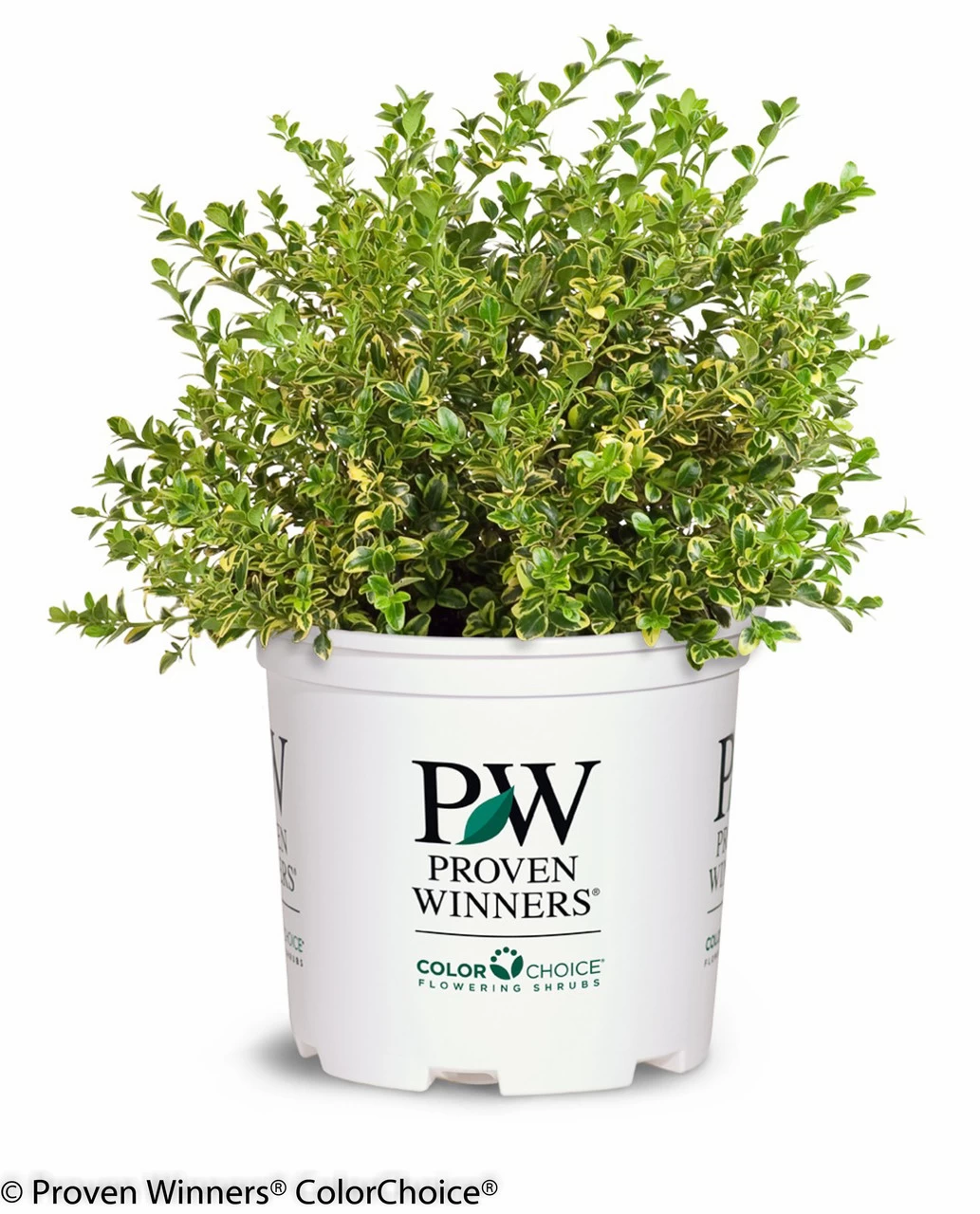 Wedding Ring® Boxwood 5 Wedding Ring® Boxwood - Image 3