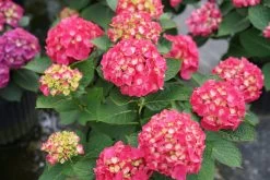 Wee Bit Giddy® Hydrangea -Garden Plant Store Wee Bit Giddy Hydrangea flowers and foliage 93604.1611593311