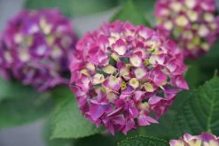 Wee Bit Giddy® Hydrangea -Garden Plant Store Wee Bit Giddy Hydrangea is blooming 18195.1611593309