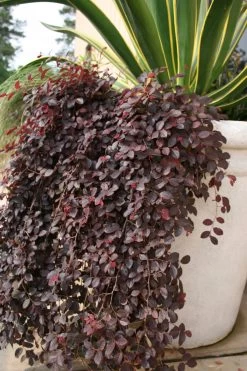 Purple Pixie Loropetalum -Garden Plant Store Weeping Purple Pixie Loropetalum in Planter 48420.1499387998