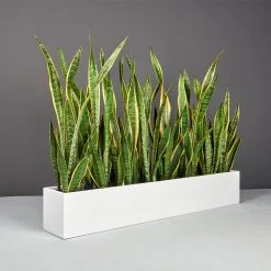 Wheeling Narrow Rectangular Planters