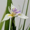 White African Iris -Garden Plant Store White African Iris flower 77100.1640685135