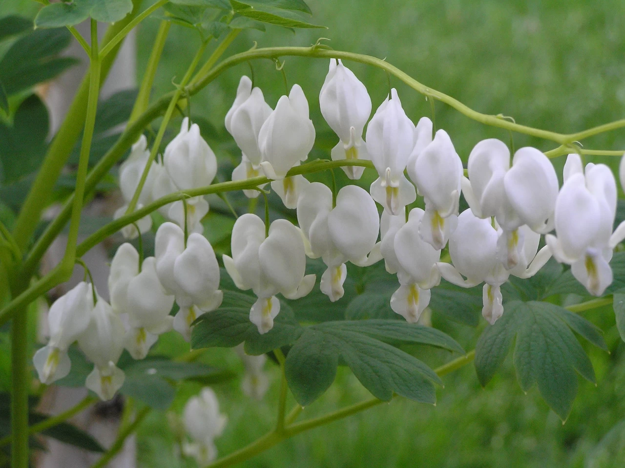 White Bleeding Heart 4 White Bleeding Heart - Image 2