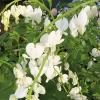 White Bleeding Heart -Garden Plant Store White Bleeding Heart Growing in the Sunlight 10276.1661550471