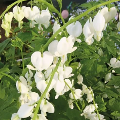White Bleeding Heart