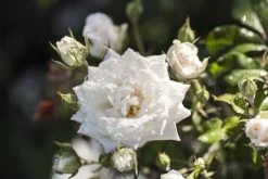 White Drift® Rose -Garden Plant Store White Drift Rose Flower Buds 74295.1554066335