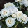 White Drift® Rose -Garden Plant Store White Drift Rose Flowers Close Up Main 44064.1554066323