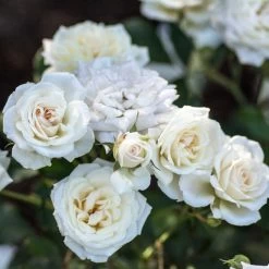 White Drift® Rose