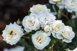 White Drift® Rose -Garden Plant Store White Drift Rose Flowers Close Up 33883.1554066329