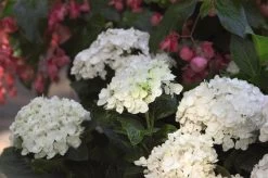 Endless Summer Blushing Bride Hydrangea -Garden Plant Store White Endless Summer Blushing Bride Hydrangea Flowers 38496.1506995316