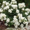 White Flower Carpet Rose 1 White Flower Carpet Rose -Garden Plant Store White Flower Carpet Rose Covered in Blooms 67287.1649343757
