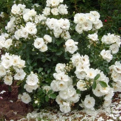 White Flower Carpet Rose