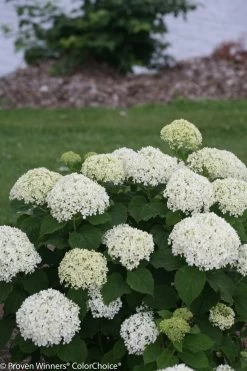 Invincibelle Limetta® Hydrangea -Garden Plant Store White Invincibelle Limetta Hydrangea Flowers 76596.1517770913