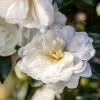 October Magic Bride Camellia -Garden Plant Store White October Magic Bride Camellia Flower Main 68078.1626117247