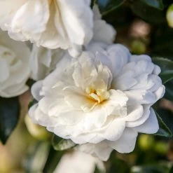October Magic Bride Camellia
