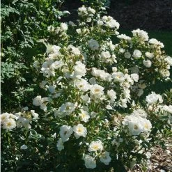 Oso Easy® Ice Bay Rose -Garden Plant Store White Oso Easy Ice Bay Rose Flowers 75877.1682715383