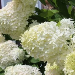Phantom Hydrangea -Garden Plant Store White Phantom Hydrangea Blooms Close Up 05712.1579314424