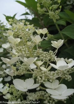 Quick Fire® Hydrangea -Garden Plant Store White Quick Fire Hydrangea Flower Close Up 43742.1518386024