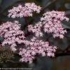 Black Beauty® Elderberry