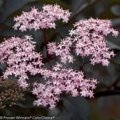 Black Beauty® Elderberry