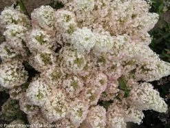 Bobo® Hydrangea -Garden Plant Store White and Pink Bobo Hydrangea Blooms 48430.1517769544
