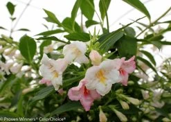 Sonic Bloom® Pearl Weigela -Garden Plant Store White and Pink Sonic Bloom Pearl Weigela Flowers 43284.1523225725