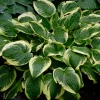 Wide Brim Hosta -Garden Plant Store Wide Brim Hosta Foliage Growing 75336.1647442770