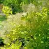 Winecraft Gold® Smokebush