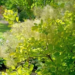 Winecraft Gold® Smokebush
