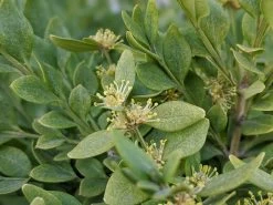 Wintergreen Boxwood -Garden Plant Store Wintergreen Boxwood Flowers in the Spring 32935.1586489971