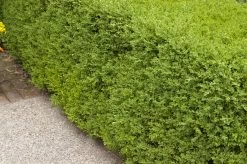 Wintergreen Boxwood -Garden Plant Store Wintergreen Boxwood Foliage 08854.1498938288