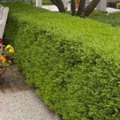 Wintergreen Boxwood