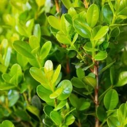 Winterstar™ Boxwood