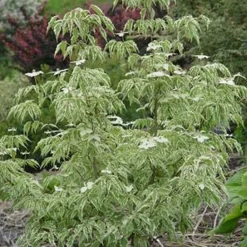 Wolf Eyes Chinese Dogwood