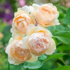 Wollerton Old Hall English Rose -Garden Plant Store Wollerton Old Hall English Rose Flowers Close Up 58296.1684333312