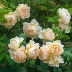 Wollerton Old Hall English Rose -Garden Plant Store Wollerton Old Hall English Rose Flowers and Foliage 78561.1684333312