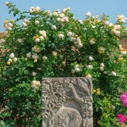 Wollerton Old Hall English Rose -Garden Plant Store Wollerton Old Hall English Rose Growing 60723.1684333312